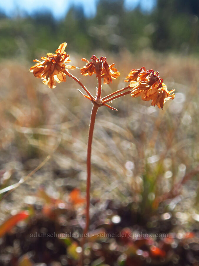 marum-leaf buckwheat (?), gone to seed (Eriogonum marifolium) [Tam McArthur Trail, Three Sisters Wilderness, Deschutes County, Oregon]