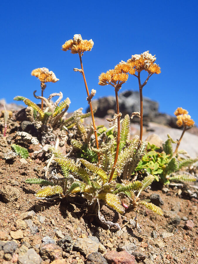 yarrow, gone to seed (Achillea millefolium) [east of Broken Top, Three Sisters Wilderness, Deschutes County, Oregon]