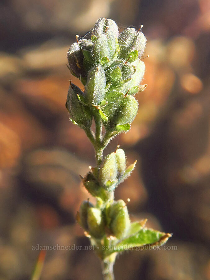 alpine speedwell, going to seed (Veronica wormskjoldii) [No-Name Lake, Three Sisters Wilderness, Deschutes County, Oregon]
