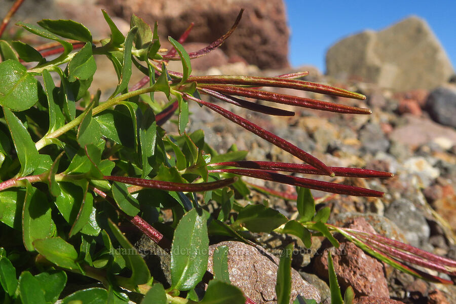 talus willow-herb, going to seed (Epilobium clavatum) [east of Broken Top, Three Sisters Wilderness, Deschutes County, Oregon]