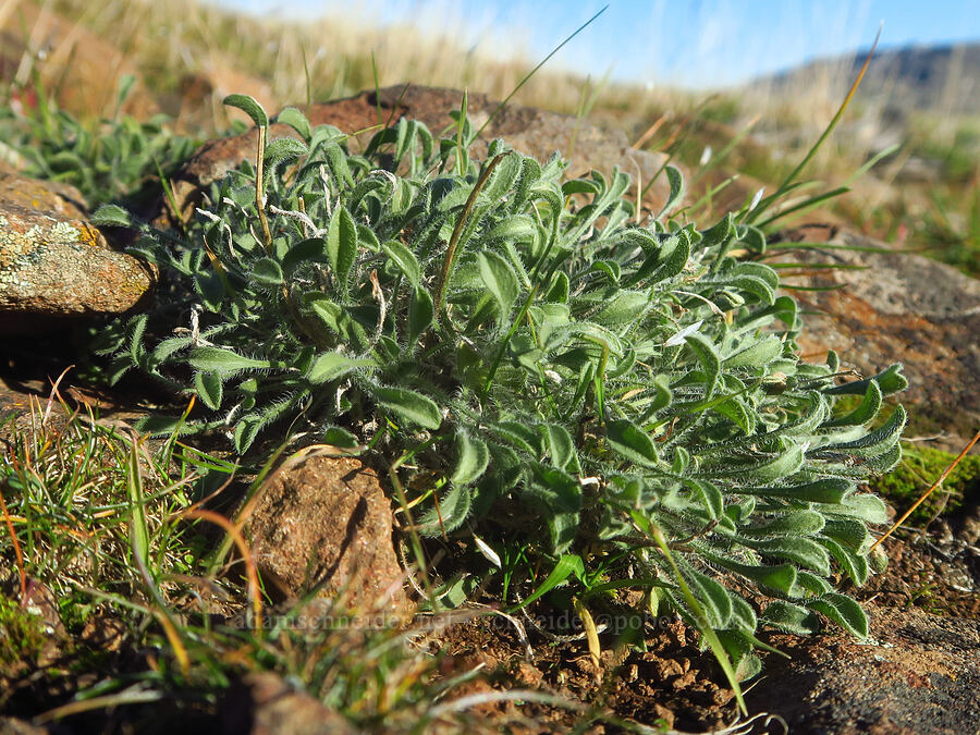 cushion fleabane leaves (Erigeron poliospermus) [Horsethief Butte, Klickitat County, Washington]