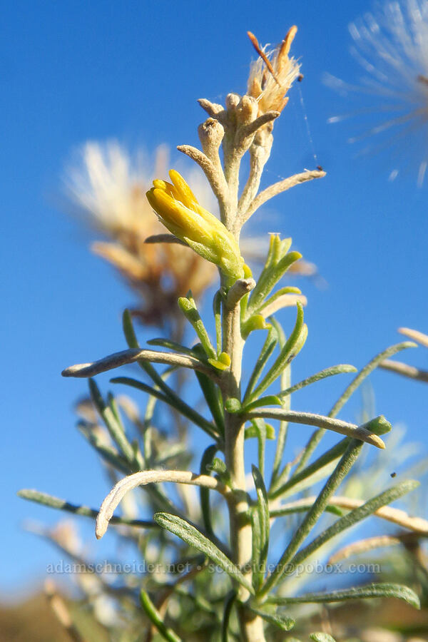 gray rabbitbrush (Ericameria nauseosa (Chrysothamnus nauseosus)) [Horsethief Butte, Klickitat County, Washington]