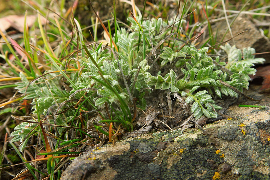 woolly-pod milk-vetch leaves (Astragalus purshii) [Columbia Hills State Park, Klickitat County, Washington]