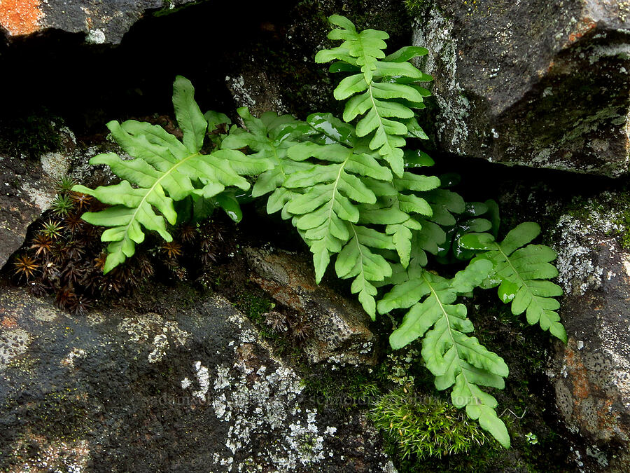 western polypody fern (Polypodium hesperium) [Old Highway 8, Klickitat County, Washington]