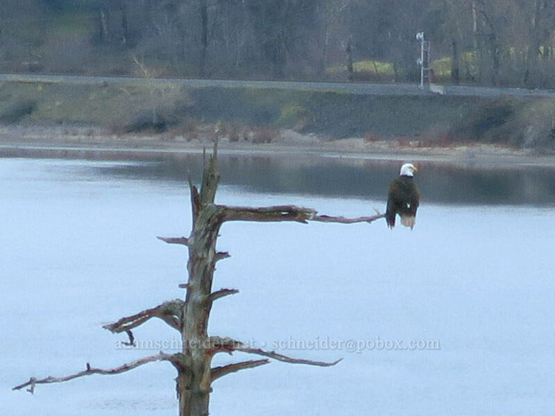 bald eagle (Haliaeetus leucocephalus) [Old Highway 8, Klickitat County, Washington]