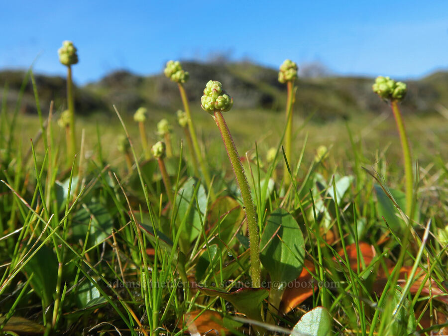 brittle-leaf saxifrage, budding (Micranthes fragosa (Saxifraga integrifolia var. claytoniifolia)) [Seufert County Park, The Dalles, Wasco County, Oregon]