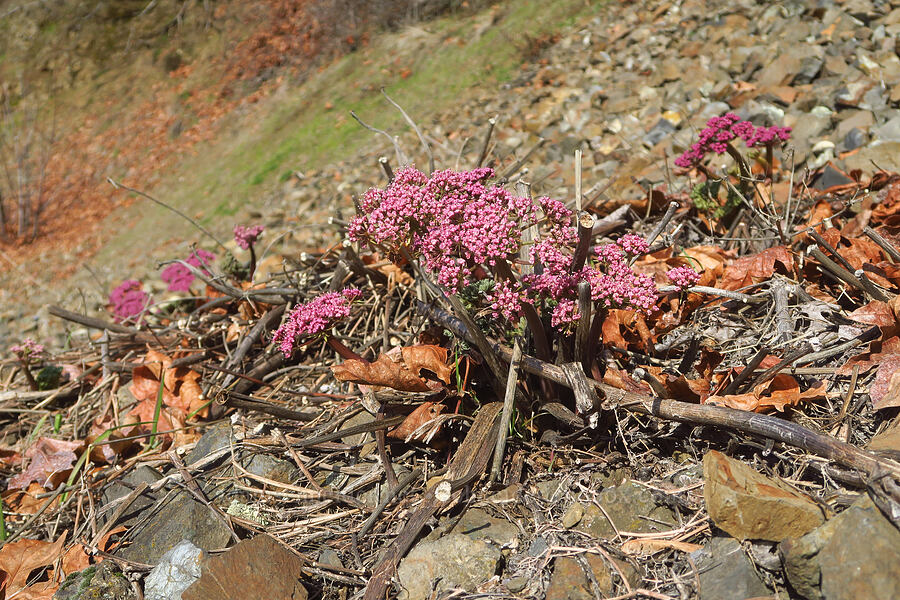 Columbia desert parsley (Lomatium columbianum) [Highway 14, Klickitat County, Washington]