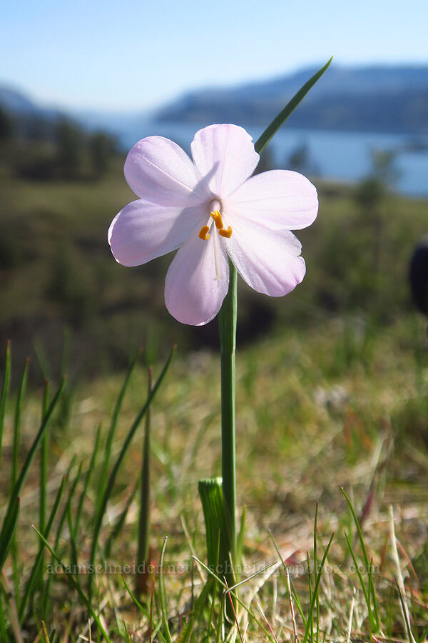 pale grass-widow (Olsynium douglasii) [above Major Creek, Klickitat County, Washington]