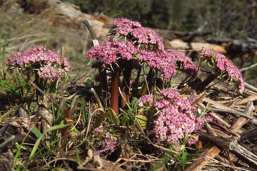 Columbia desert parsley (Lomatium columbianum) [above Major Creek, Klickitat County, Washington]