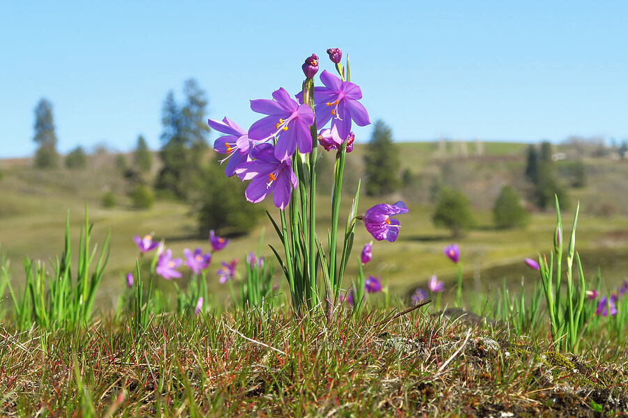 grass-widows (Olsynium douglasii) [above Major Creek, Klickitat County, Washington]