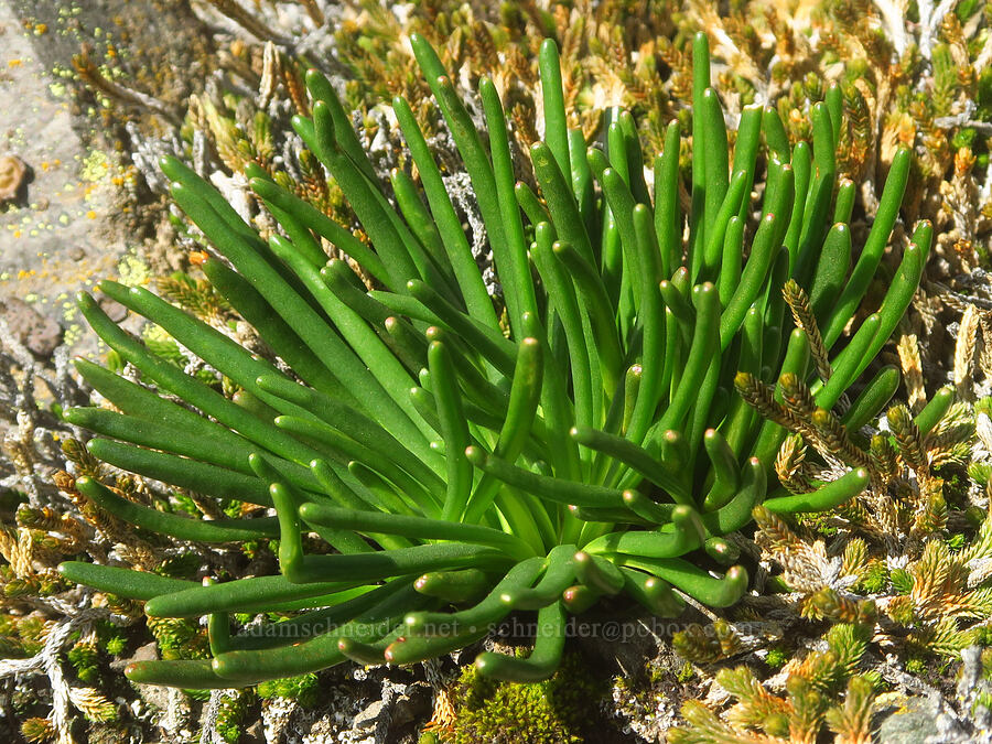 bitterroot leaves (Lewisia rediviva) [above Major Creek, Klickitat County, Washington]