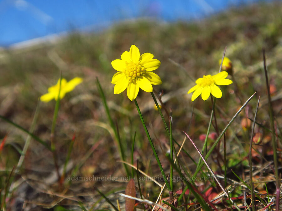 gold stars (Crocidium multicaule) [above Major Creek, Klickitat County, Washington]