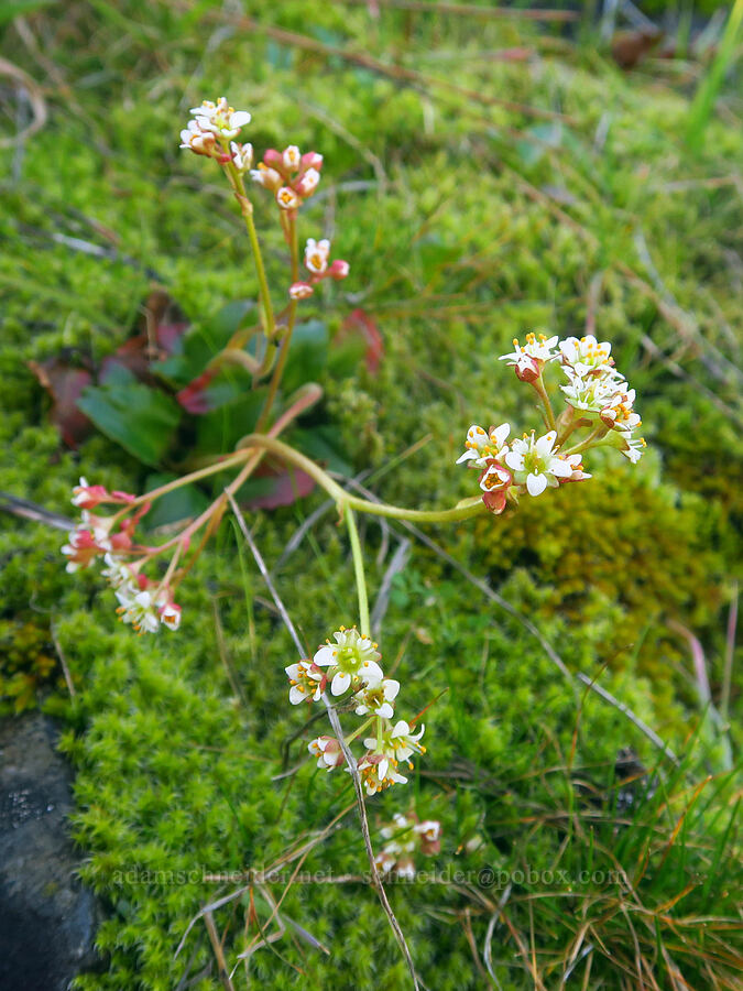 leggy rusty-hair saxifrage (Micranthes rufidula (Saxifraga occidentalis ssp. rufidula)) [above Major Creek, Klickitat County, Washington]