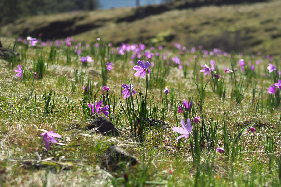 grass-widows (Olsynium douglasii) [Catherine Creek, Klickitat County, Washington]