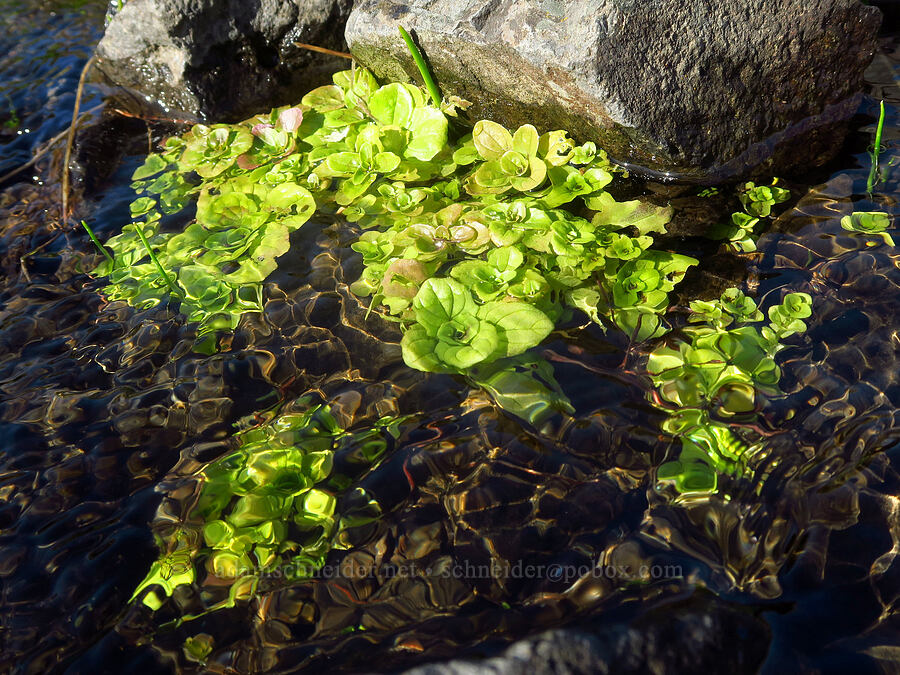 monkeyflower leaves in a stream (Erythranthe guttata (Mimulus guttatus)) [Catherine Creek, Klickitat County, Washington]