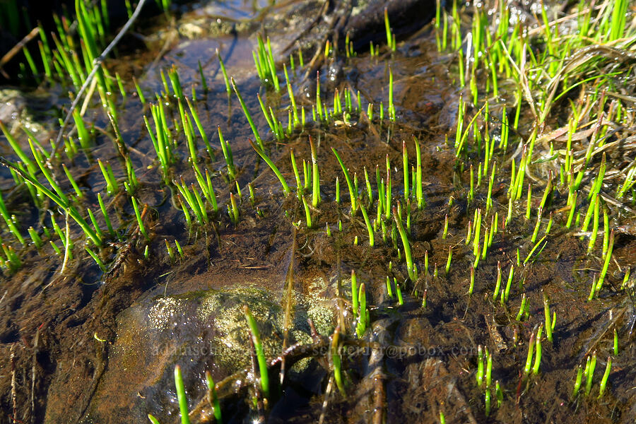 shoots in a stream [Catherine Creek, Klickitat County, Washington]