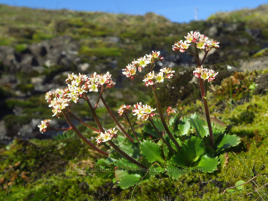 rusty-hair saxifrage (Micranthes rufidula (Saxifraga occidentalis ssp. rufidula)) [Catherine Creek, Klickitat County, Washington]