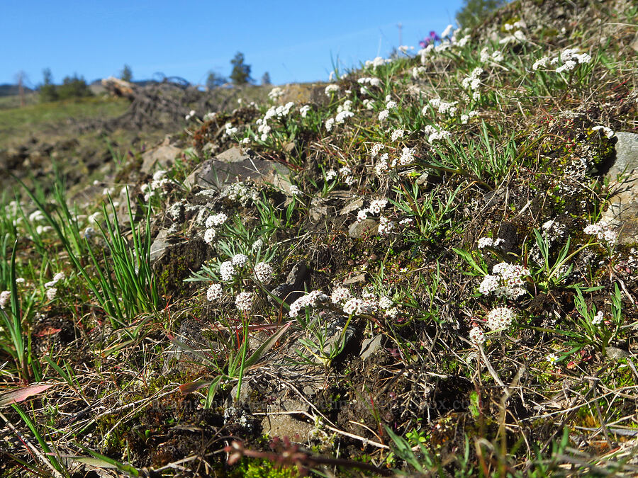 Piper's desert parsley (salt-and-pepper) (Lomatium piperi) [Catherine Creek, Klickitat County, Washington]