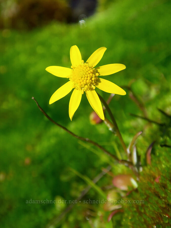 gold star (Crocidium multicaule) [Catherine Creek, Klickitat County, Washington]