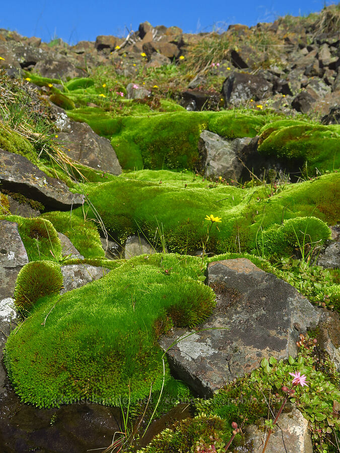 moss & wildflowers [Catherine Creek, Klickitat County, Washington]