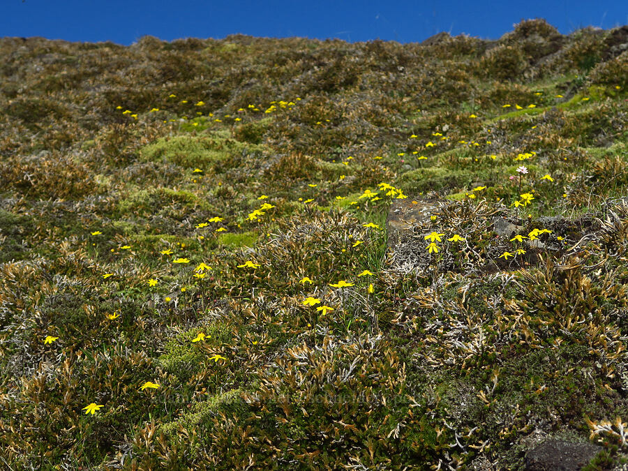 gold stars (Crocidium multicaule) [Catherine Creek, Klickitat County, Washington]