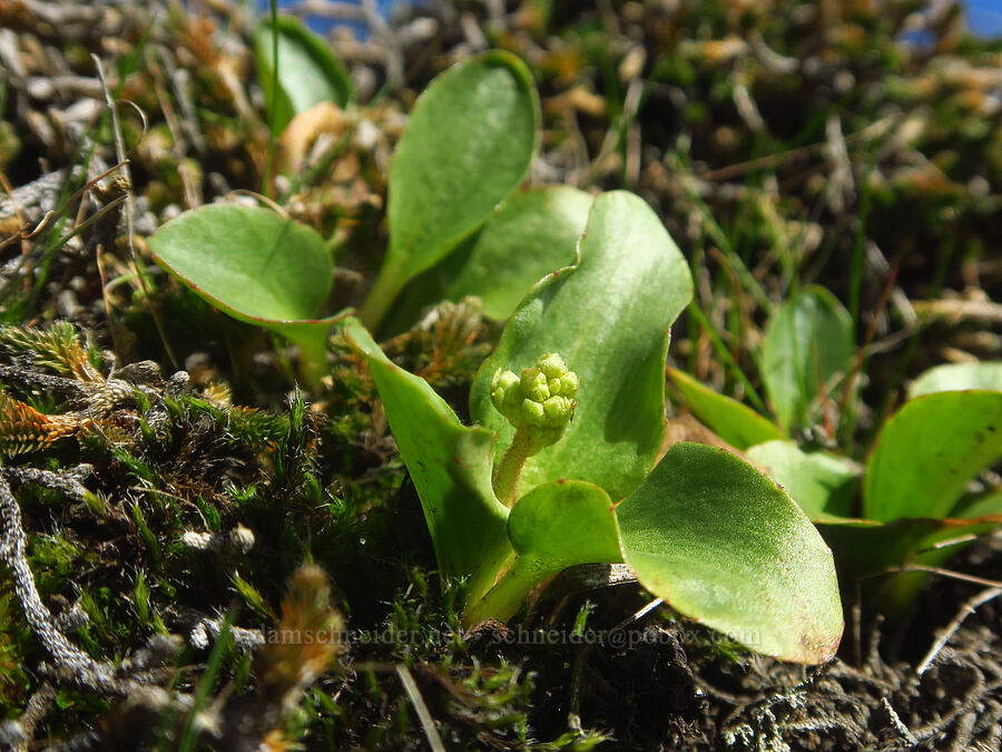 brittle-leaf saxifrage, budding (Micranthes fragosa (Saxifraga integrifolia var. claytoniifolia)) [Catherine Creek, Klickitat County, Washington]