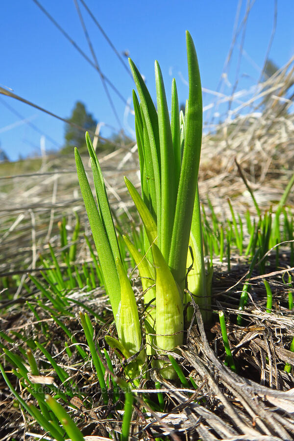 death-camas shoots (Toxicoscordion sp. (Zigadenus sp.)) [Catherine Creek, Klickitat County, Washington]