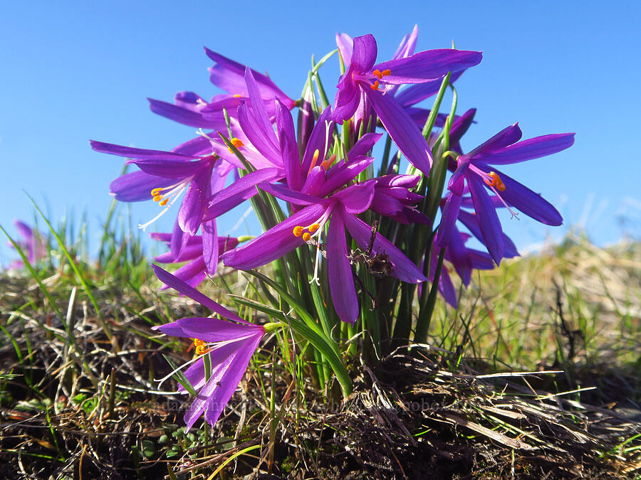 dense clump of grass-widows (Olsynium douglasii) [Catherine Creek, Klickitat County, Washington]