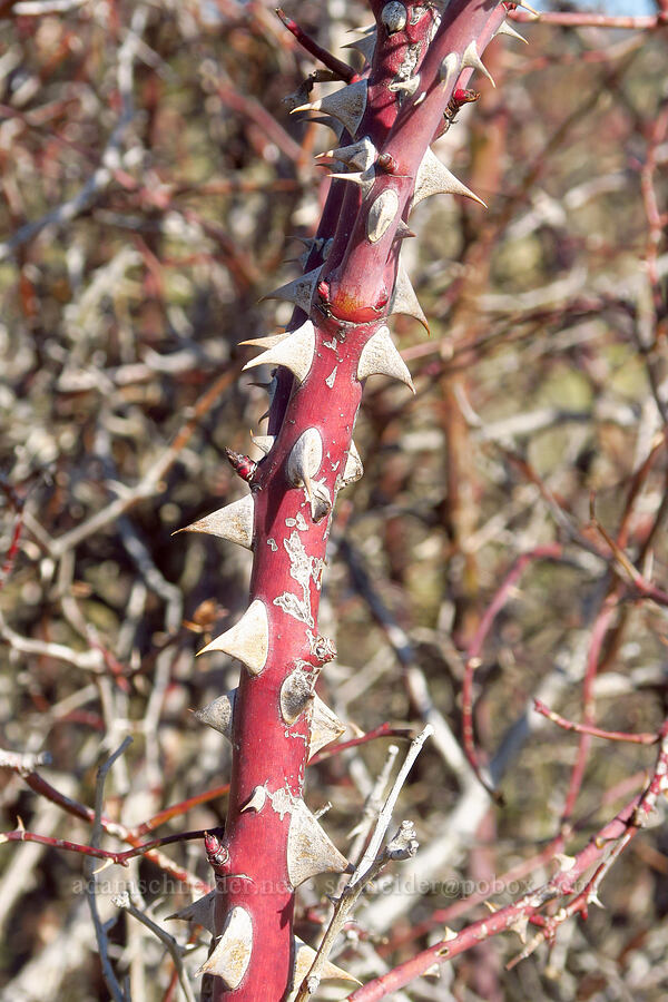 rose thorns (Rosa sp.) [above Major Creek, Klickitat County, Washington]