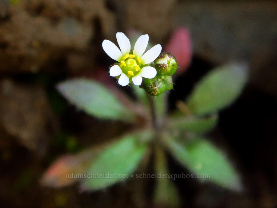 spring draba (Draba verna) [above Major Creek, Klickitat County, Washington]