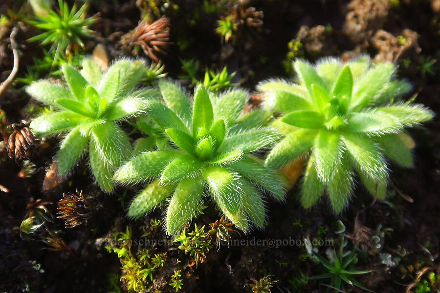 slender popcorn-flower leaves (Plagiobothrys tenellus) [Major Creek, Klickitat County, Washington]