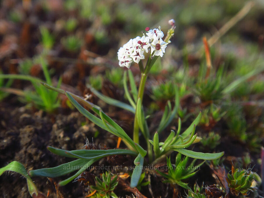 Piper's desert parsley (salt-and-pepper) (Lomatium piperi) [Major Creek, Klickitat County, Washington]