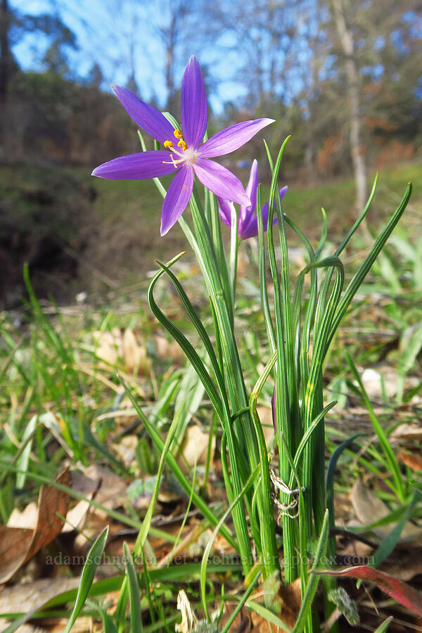 grass-widow (Olsynium douglasii) [Major Creek, Klickitat County, Washington]