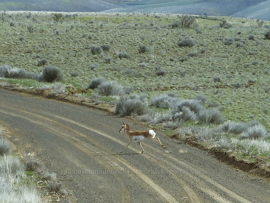 pronghorn antelope (Antilocapra americana oregona) [Starvation Lane, Cottonwood Canyon State Park, Sherman County, Oregon]