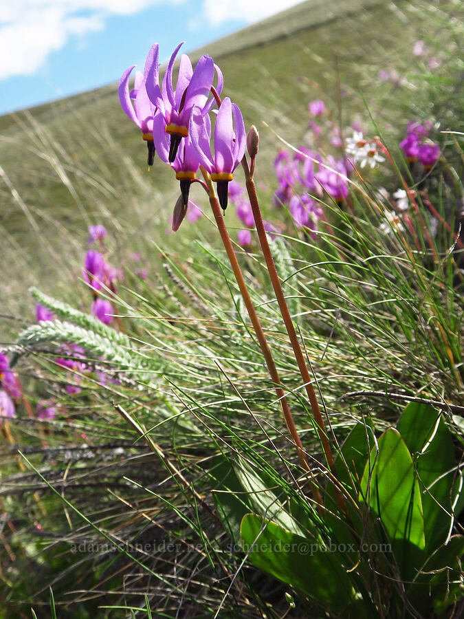 desert shooting-stars (Dodecatheon conjugens (Primula conjugens)) [Starvation Lane, Cottonwood Canyon State Park, Sherman County, Oregon]