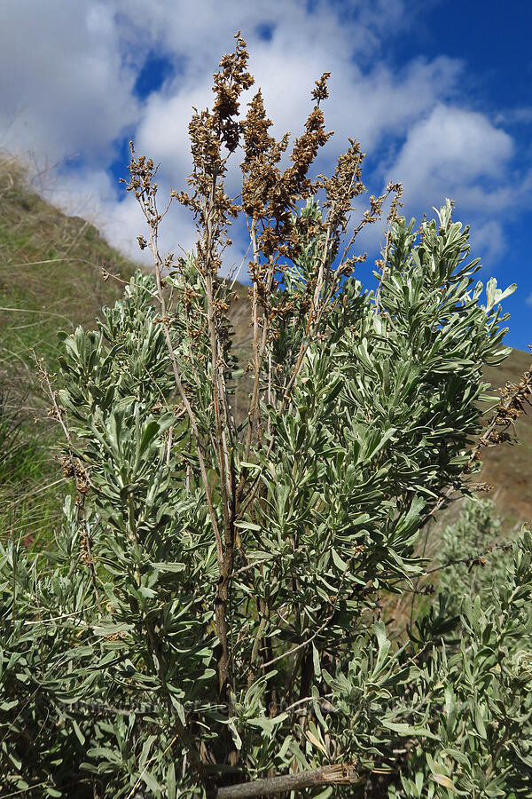 sagebrush (Artemisia tridentata) [Starvation Lane, Cottonwood Canyon State Park, Sherman County, Oregon]