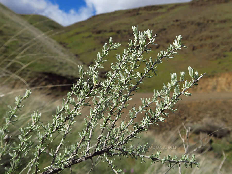 gray horse-brush leaves (Tetradymia canescens) [Starvation Lane, Cottonwood Canyon State Park, Sherman County, Oregon]