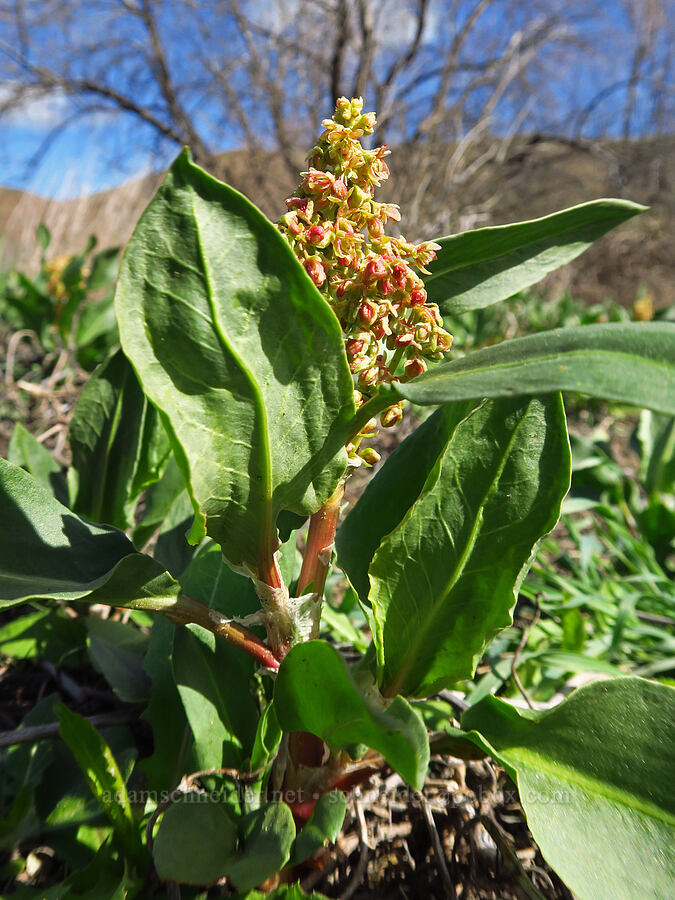 veiny/winged dock (Rumex venosus) [Starvation Lane, Cottonwood Canyon State Park, Sherman County, Oregon]