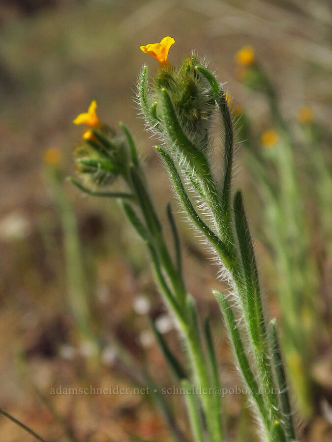 fiddleneck (Amsinckia menziesii) [Starvation Lane, Cottonwood Canyon State Park, Sherman County, Oregon]