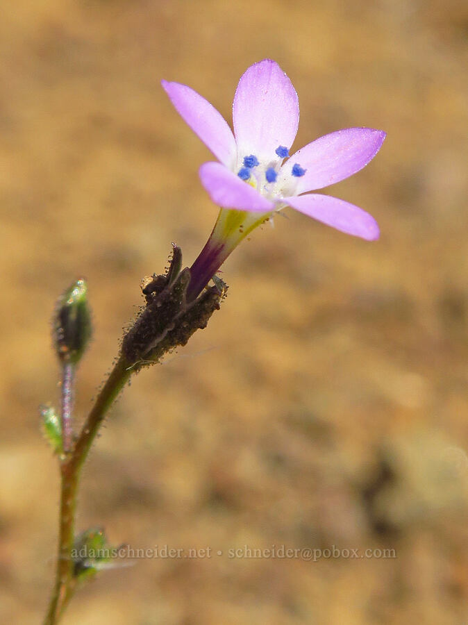 Modoc gilia (Gilia modocensis) [Starvation Lane, Cottonwood Canyon State Park, Sherman County, Oregon]