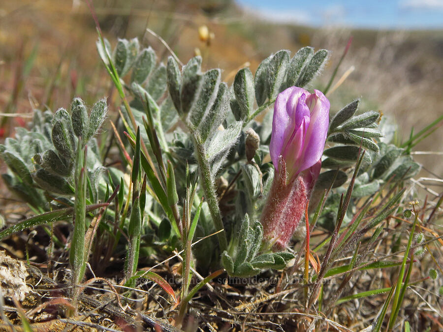 woolly-pod milk-vetch (Astragalus purshii) [Starvation Lane, Cottonwood Canyon State Park, Sherman County, Oregon]