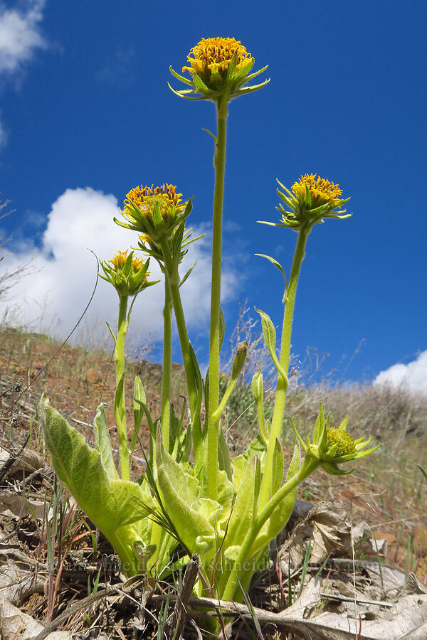 pale, stunted Carey's balsamroot (Balsamorhiza careyana) [Starvation Lane, Cottonwood Canyon State Park, Sherman County, Oregon]