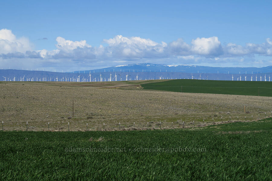 wind turbines & the Simcoe Mountains [Starvation Lane, Sherman County, Oregon]