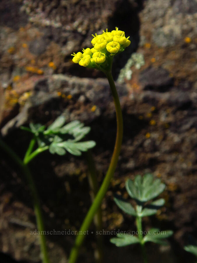 Henderson's desert parsley (Lomatium hendersonii) [Cottonwood Canyon State Park, Gilliam County, Oregon]