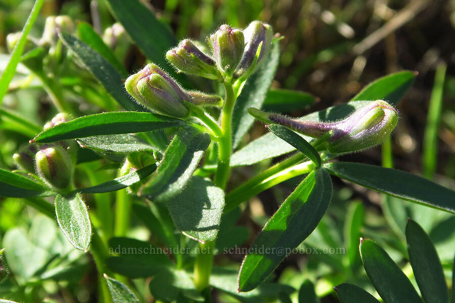 upland larkspur, budding (Delphinium nuttallianum) [Cottonwood Canyon State Park, Gilliam County, Oregon]