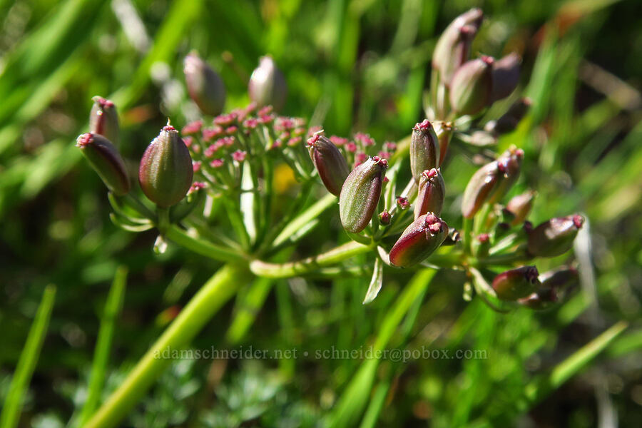 Canby's desert parsley, going to seed (Lomatium canbyi (Cogswellia canbyi)) [Cottonwood Canyon State Park, Gilliam County, Oregon]