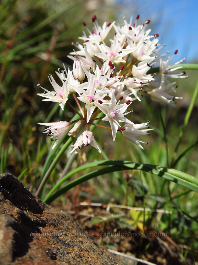 rock onion (Allium macrum) [Cottonwood Canyon State Park, Gilliam County, Oregon]