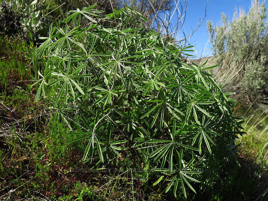 lupine leaves (Lupinus sp.) [Cottonwood Canyon State Park, Gilliam County, Oregon]