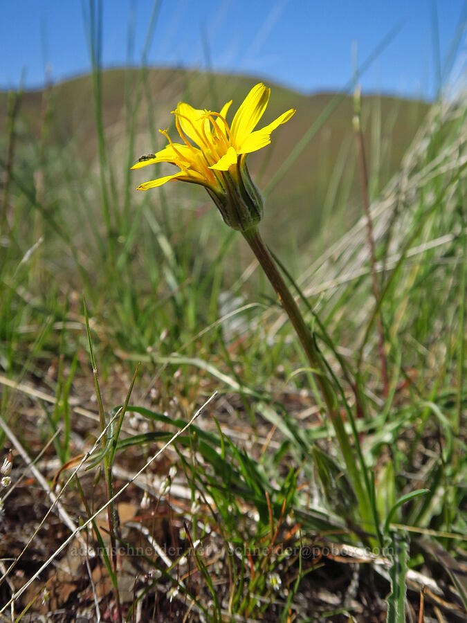 false agoseris (Nothocalais troximoides (Microseris troximoides)) [Cottonwood Canyon State Park, Gilliam County, Oregon]