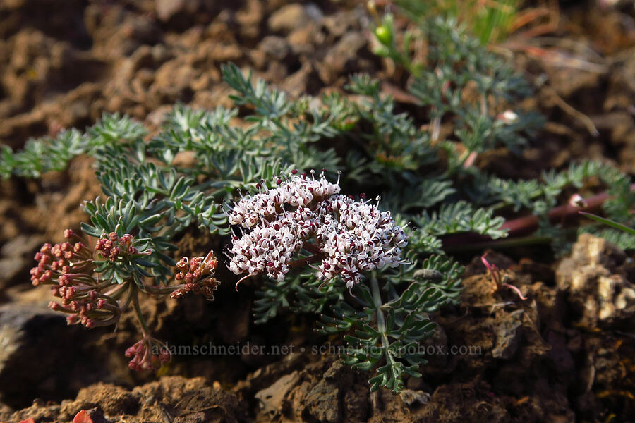 Canby's desert parsley (Lomatium canbyi (Cogswellia canbyi)) [Cottonwood Canyon State Park, Gilliam County, Oregon]